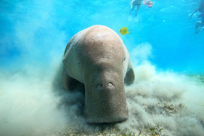 Snorkeling Boat Trip with Dugongs and Turtles in Marsa Alam - Key Highlights to Know Before You Go