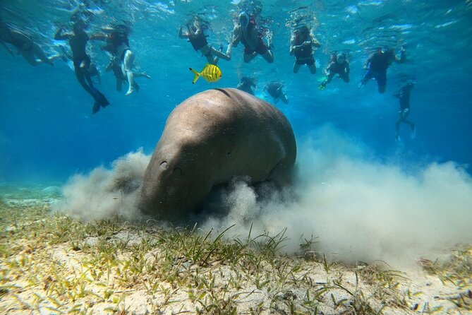 Snorkeling Boat Trip with Dugongs and Turtles in Marsa Alam - Pickup, Port Ghalib Marine, and the 7:00 am Start