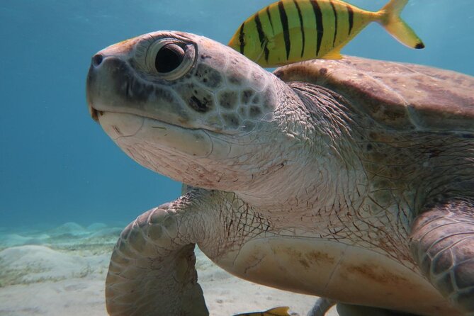 Snorkeling Boat Trip with Dugongs and Turtles in Marsa Alam - Onboard Lunch and Drinks: A Real Midday Reset