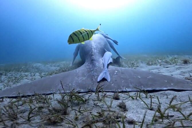 Snorkeling Boat Trip with Dugongs and Turtles in Marsa Alam - Who This Tour Suits Best (And Who Might Want to Rethink It)