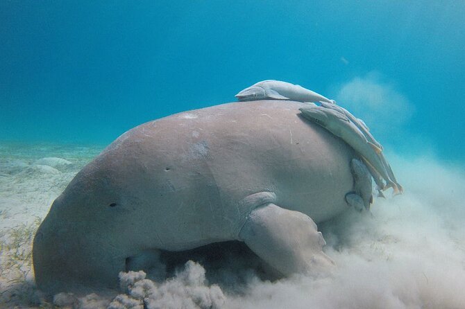Snorkeling Boat Trip with Dugongs and Turtles in Marsa Alam - The 25-Minute Boat Ride: Waves, Sea Legs, and Timing