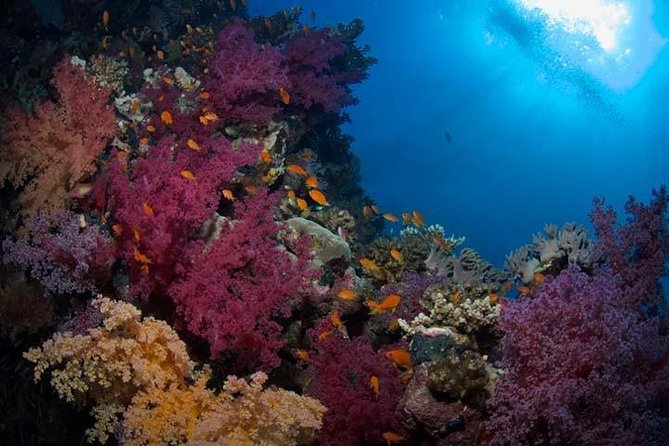 Snorkeling Day Trip in Hurghada - Lunch, soft drinks, and the deck time you’ll actually remember