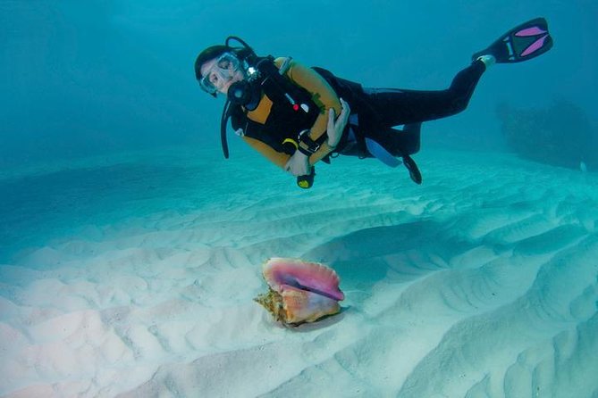 Snorkeling Day Trip in Hurghada - Transfers and timing: how to plan your day in Hurghada