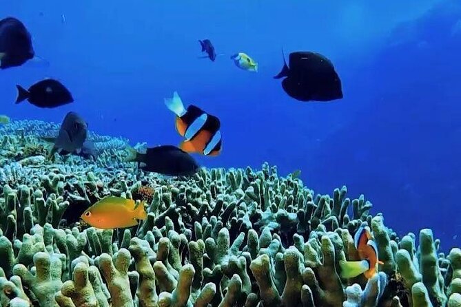 Snorkeling: Ras Mohamed & White Island With Lunch And Drinks - Gear and small fees: what to plan for