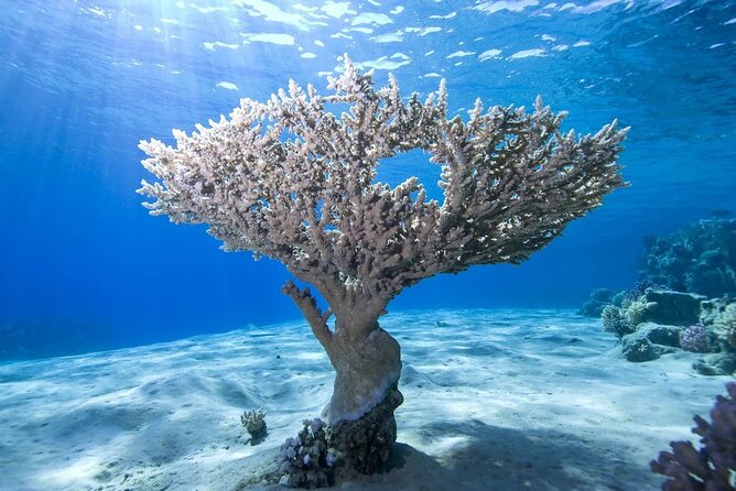 Snorkeling: Ras Mohamed & White Island With Lunch And Drinks - The morning plan: 8:00 AM start and getting to the water
