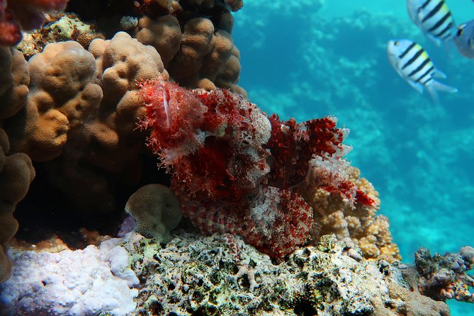 Snorkeling trip in Red Sea - Key things to know before you go