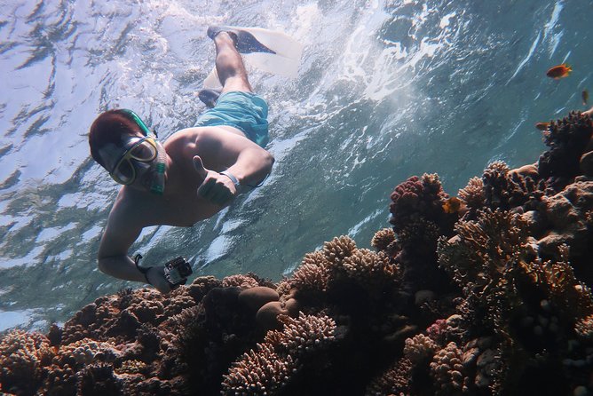 Snorkeling trip in Red Sea - Two Snorkeling Sessions In Coral Gardens: What You’ll Actually Be Looking For