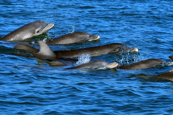 Snorkeling with Dolphins at Dolphin House Boat Trip in Hurghada - Red Sea Snorkeling at Dolphin House: What You’re Actually Buying