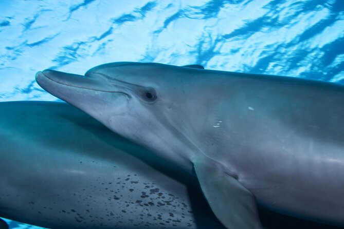 Snorkeling with Dolphins at Dolphin House Boat Trip in Hurghada - Hotel Pickup, Marina Timing, and Why Waiting Happens
