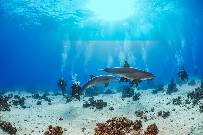 Snorkeling with Dolphins at Dolphin House Boat Trip in Hurghada - Lunch and Drinks Onboard: Why It Matters More Than You Think