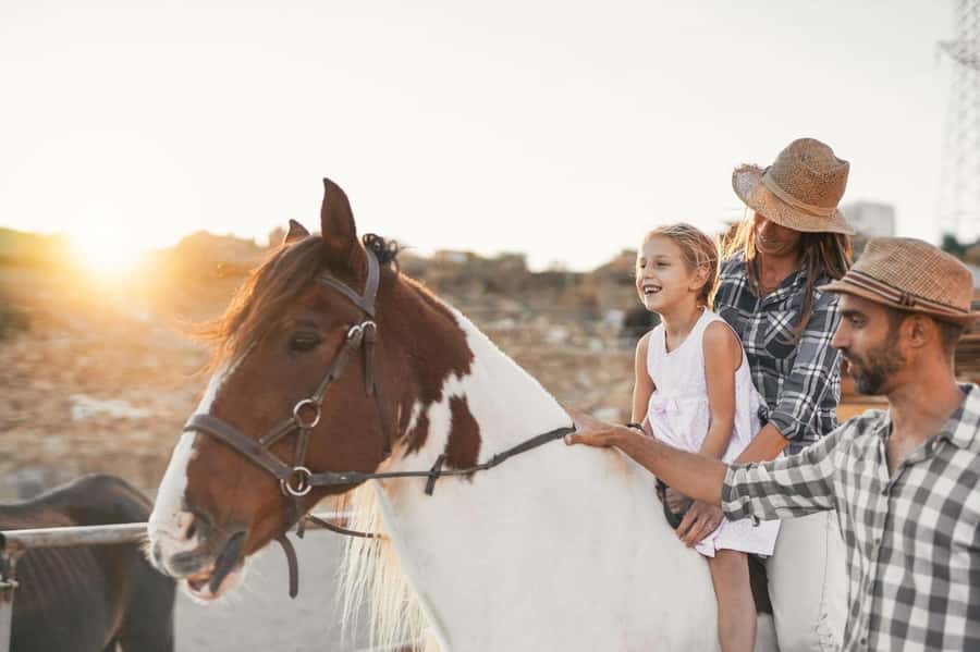 Soma Bay: Horse Riding Beach and Desert Tour With Transfer - Meet Your Horse: Skill-Level Matching That Changes Everything