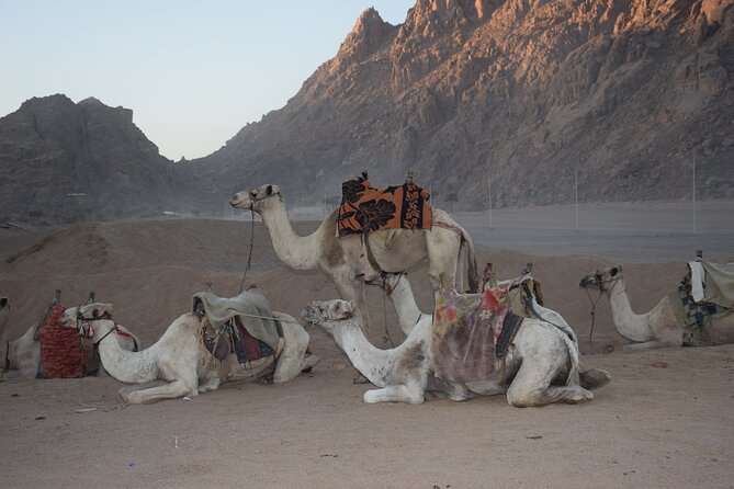 Star Gazing Safari tour By ATV Quad, Bedouin Dinner, telescope - Sharm El Sheikh - Stargazing with a digital telescope: what you’ll likely see