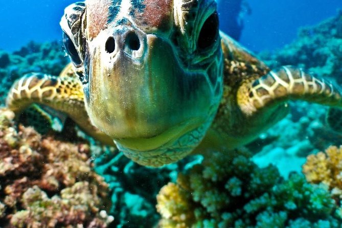 Submarine trip from hurghada sahl hashesh makadi bay soma bay el gouna - Who this submarine trip fits best