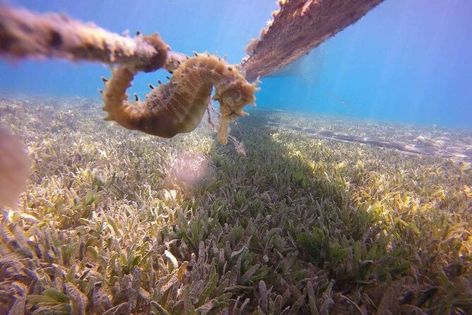 Submarine trip from hurghada sahl hashesh makadi bay soma bay el gouna - Practical tips for photos and a better snorkel day