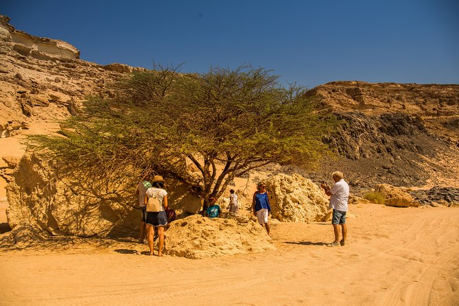 Sunset Oasis Desert Experience in El Gouna and Hurghada - Key highlights you’ll care about
