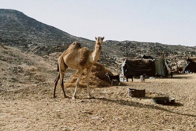 Super Safari, Quad, Jeep, Bedouin, Dinner & party : Marsa Alam - Price, value, and what $40 really buys