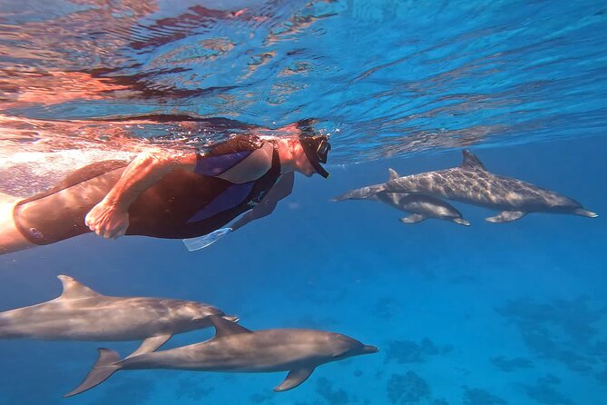 Swim With Dolphins at Dolphin House With Lunch - Hurghada - Quick Hits: What Makes This Dolphin House Day Worth It