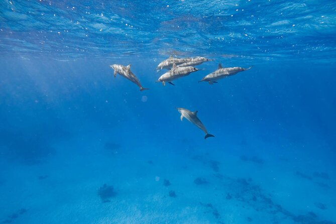 Swim With Dolphins at Dolphin House With Lunch - Hurghada - Why Dolphin House Is a Different Kind of Hurghada Excursion