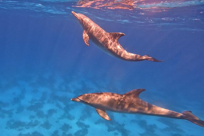 Swim With Dolphins at Dolphin House With Lunch - Hurghada - Dolphin House: Your Chance to Swim With Wild Dolphins