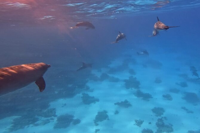Swim With Dolphins at Dolphin House With Lunch - Hurghada - The Boat Experience: Lunch, Soft Drinks, and That Deck-Time Energy