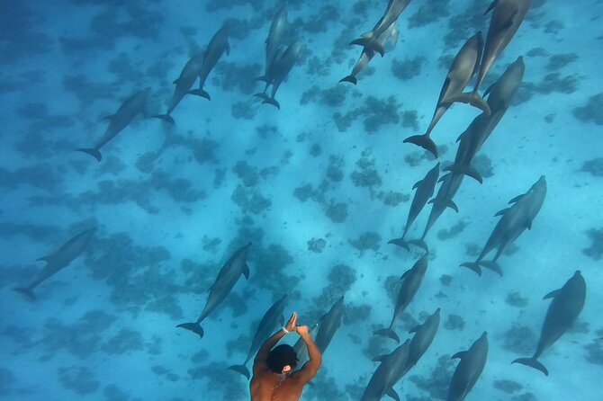 Swim With Dolphins at Dolphin House With Lunch - Hurghada - Gear, Guides, and Safety: What You’re Really Paying For