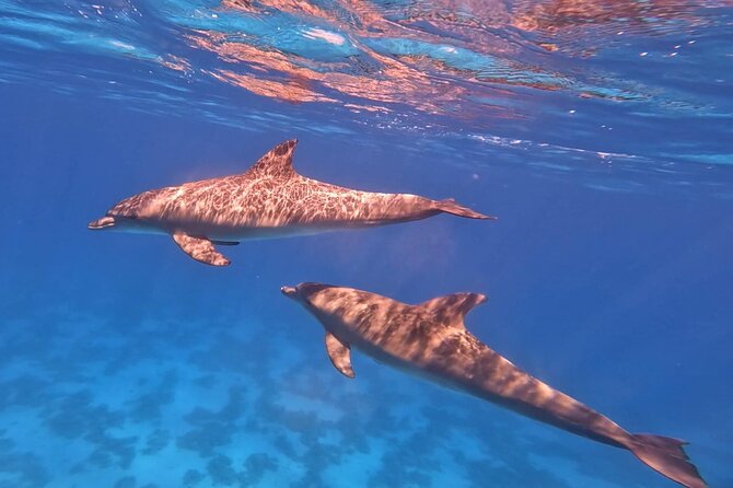 Swim With Dolphins at Dolphin House With Lunch - Hurghada - Price and Logistics: What $15.12 Really Buys You
