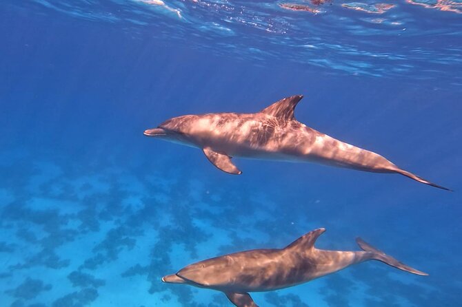 Swim With Dolphins at Dolphin House With Lunch - Hurghada - Weather and Optional Fun: Banana Boat and Quadra Boat