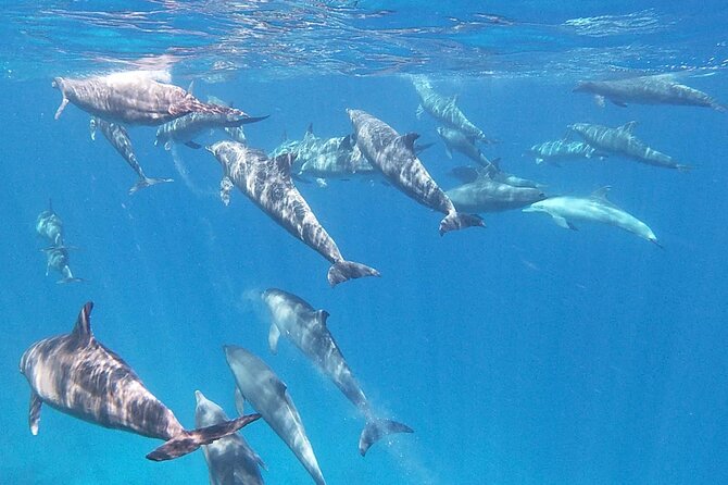Swim With Dolphins at Dolphin House With Lunch - Hurghada - Getting the Reef Right: Two Snorkeling Stops and What to Watch For