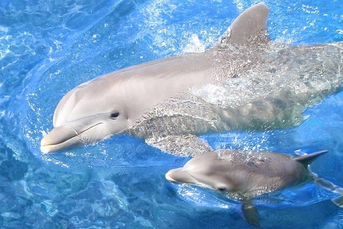 Swim with Dolphins Semi Private Speedboat Sea Tour - Hurghada - Dolphin House: your best bet for a respectful, close-to-nature encounter