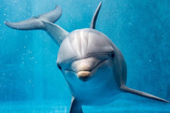Swim with Dolphins Semi Private Speedboat Sea Tour - Hurghada - Snorkeling at Dolphin House and the second guided stop