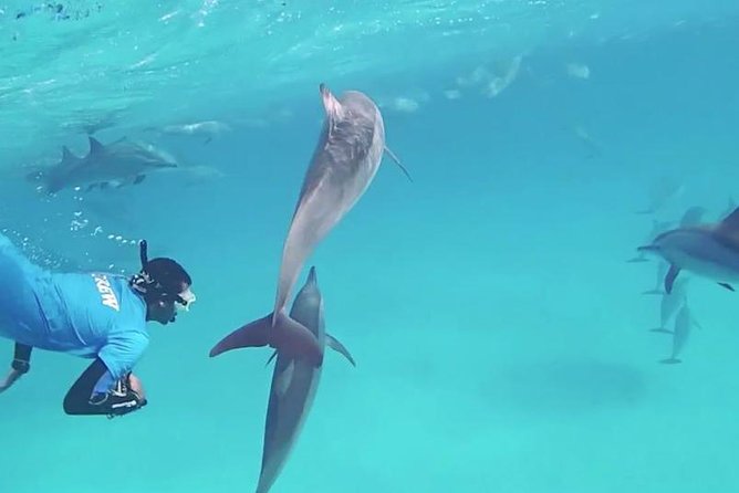 Swim with Dolphins Semi Private Speedboat Sea Tour - Hurghada - Banana boat and quadra rides, plus those magical pause moments