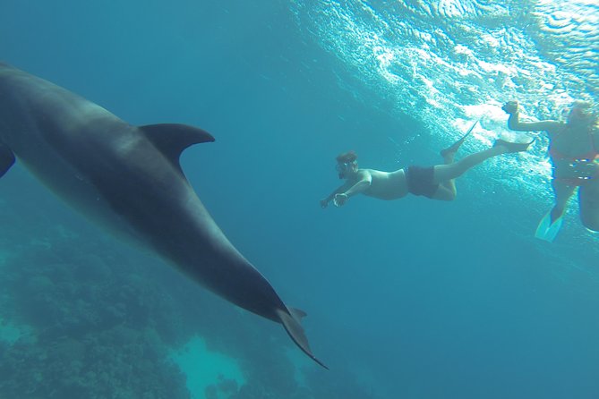 Swim with Dolphins Semi Private Speedboat Sea Tour - Hurghada - Price and value: why $55 can be a smart deal here