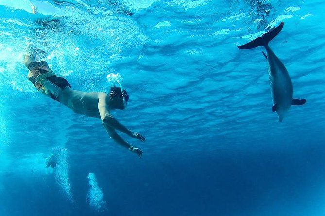 Swim with Dolphins Semi Private Speedboat Sea Tour - Hurghada - Should you book? My honest take