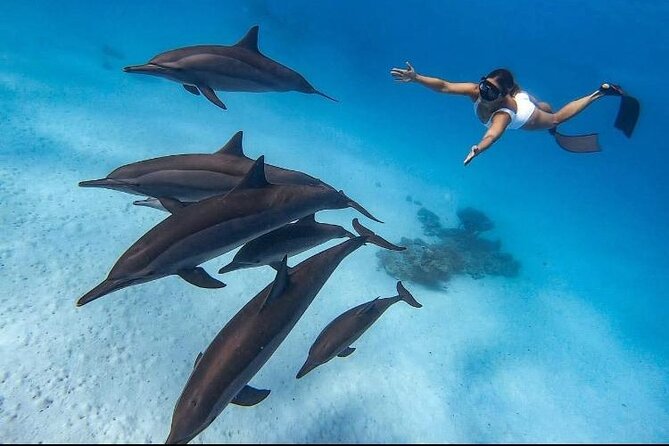 Swim with Dolphins VIP snorkeling Boat Trip with lunch - Hurghada - Key highlights (what you should care about)