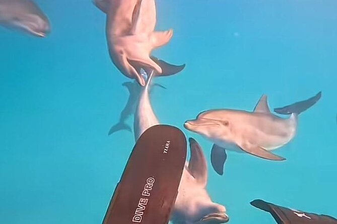 Swim with Dolphins VIP snorkeling Boat Trip with lunch - Hurghada - A VIP dolphin-and-snorkel day in Hurghada