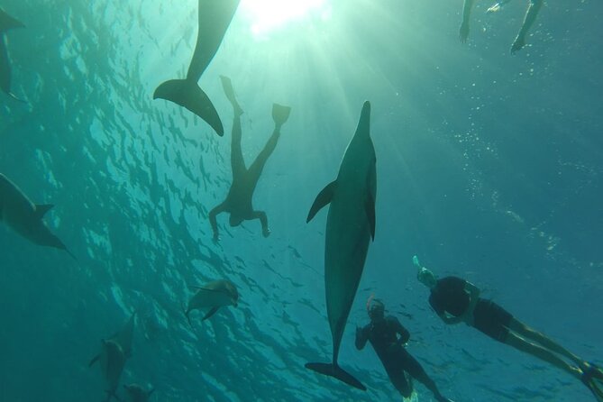 Swim with Dolphins VIP snorkeling Boat Trip with lunch - Hurghada - Small-group access and eco-friendly rules you can feel