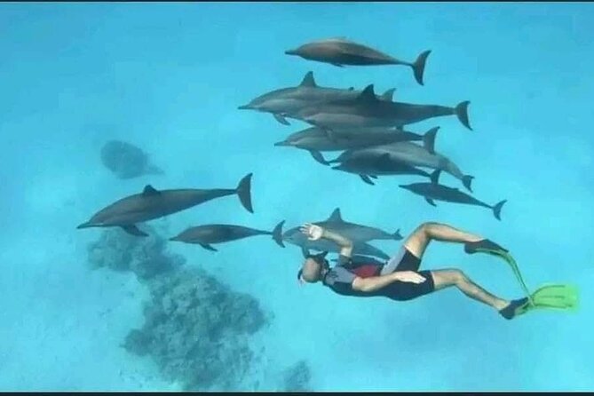 Swim with Dolphins VIP snorkeling Boat Trip with lunch - Hurghada - Coral reef snorkeling: fish, turtles, and why a guide helps
