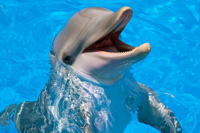 Swimming With Dolphin in Red Sea Adventure with Lunch - Hurgada - Key highlights worth showing up for