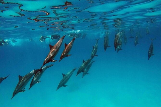 Swimming With Dolphin in Red Sea Adventure with Lunch - Hurgada - Red Sea Dolphin Day in Hurghada: what the $5 price can mean