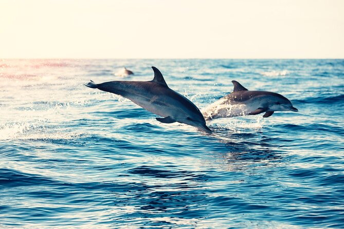 Swimming With Dolphin in Red Sea Adventure with Lunch - Hurgada - Coral reef snorkeling: why the reef time is your best bet