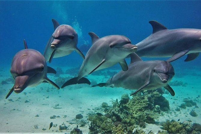 Swimming with Dolphin VIP Snorkeling Sea Trip With Lunch and Transfer - Hurghada - Guided Snorkeling at Coral Reefs: The Part You Can Control