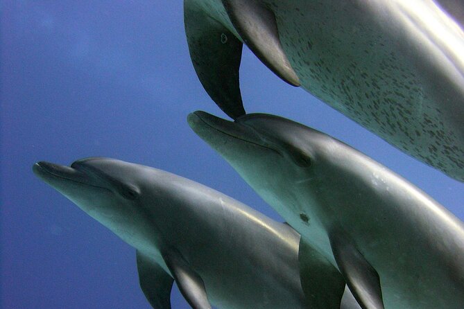 Swimming with Dolphins and Banana Boat Sea Trip Day Experience - Hurghada - Swimming with dolphins at Dolphin House: expectations, crowding, and water etiquette