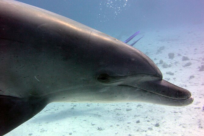 Swimming with Dolphins and Banana Boat Sea Trip Day Experience - Hurghada - Banana boat and the quick rides: fun value, but don’t expect a long show