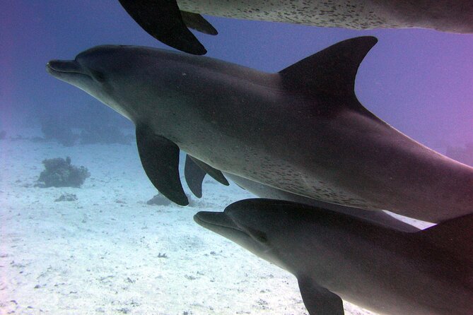Swimming with Dolphins and Banana Boat Sea Trip Day Experience - Hurghada - Snorkeling at two reef stops: what you’re likely to see and how to enjoy it
