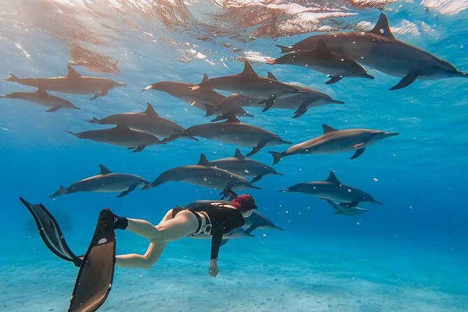 Swimming with Dolphins by Private Speed Boat - Hurghada - The 8:00 am hotel pickup that actually helps