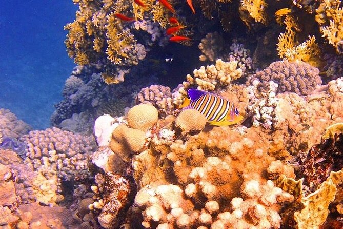Tiran Island Full Day Boat Trip With Lunch from Sharm El Sheikh - Price and Value at $29: The Good News and the Extra Costs