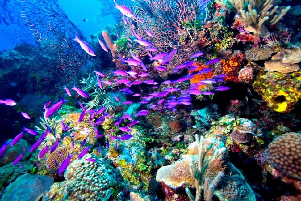 Tiran Island: Full-day Snorkeling, Diving Boat Trip - Who this boat trip fits best
