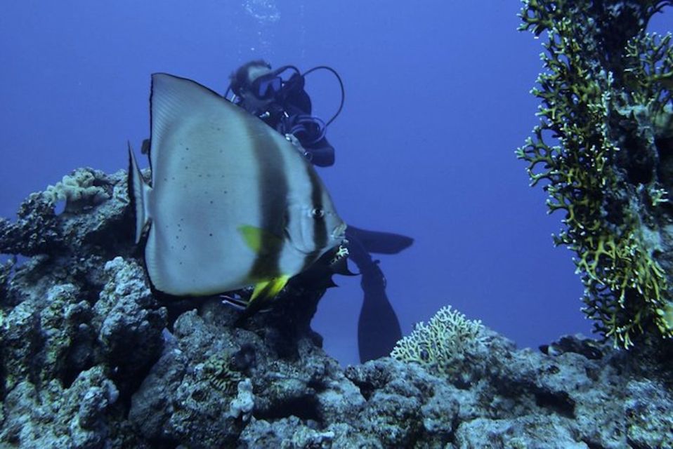 Tiran Island: Full-day Snorkeling, Diving Boat Trip - Snorkeling vs scuba: how the day changes for you
