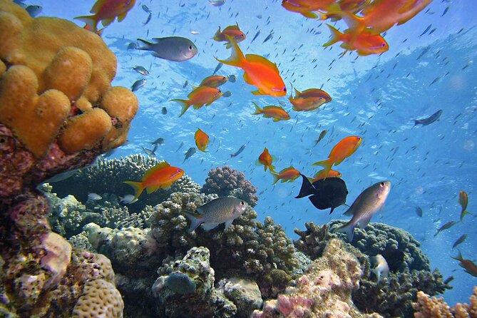 Tiran Island Full Day Snorkeling Sea Trip & intro dive 15 min - Sharm El Sheikh - The 15-Minute Scuba Try: What It Is and How to Make It Count