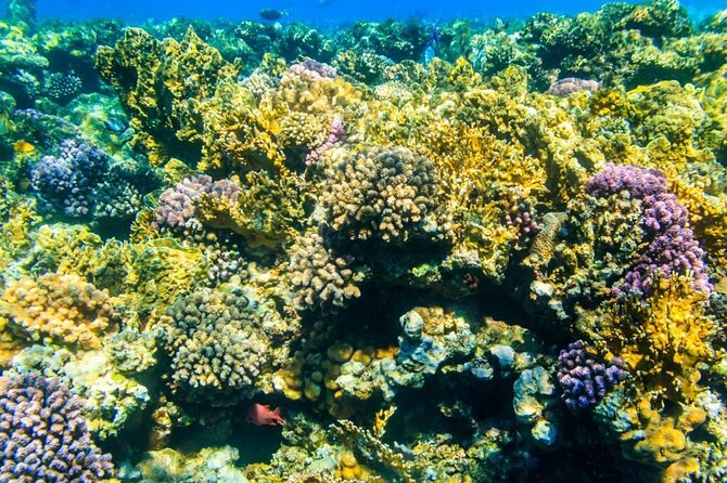 Tiran Island Snorkeling Excursion - A Sharm el Sheikh Boat Day to Tiran Island or Ras Mohamed
